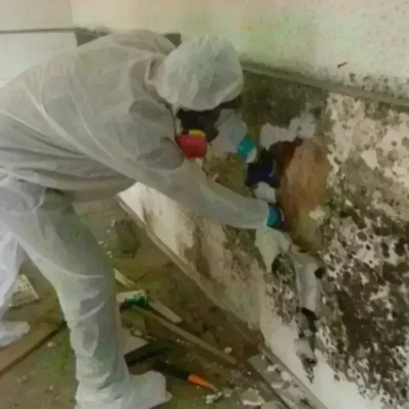 Mold Remediation and Removal in McKinley Heights, OH